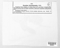 Passalora polythrincioides image